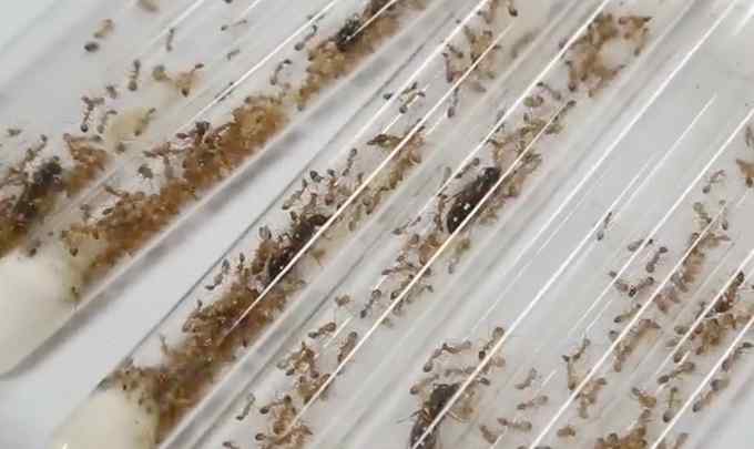 胆小慎入！郑州海关截获600多只活蚂蚁（多图预警）