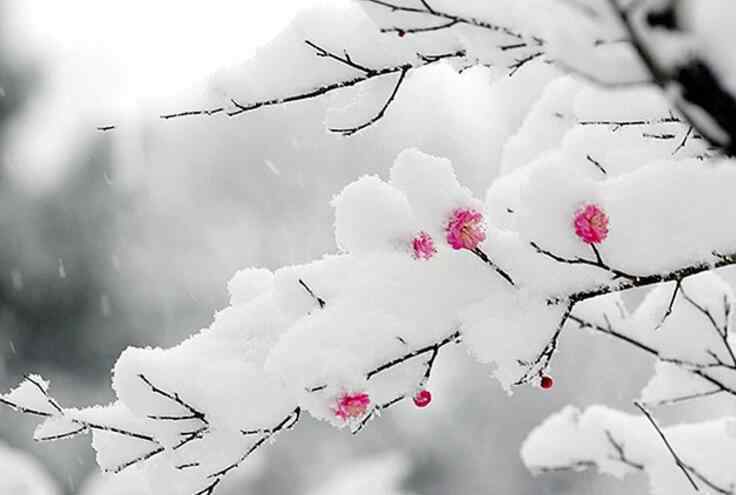 春雪的意思 《春雪》原文翻译赏析,春雪全诗的意思
