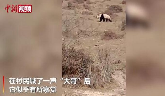 四川村民偶遇野生大熊猫兴奋不已 脱口而出：大哥！