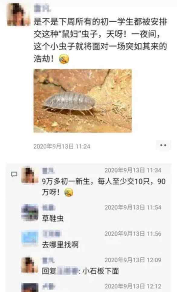 鼠妇虫 新天敌！昆明9万学生全城找鼠妇做实验 “米汤虫”到底是什么?