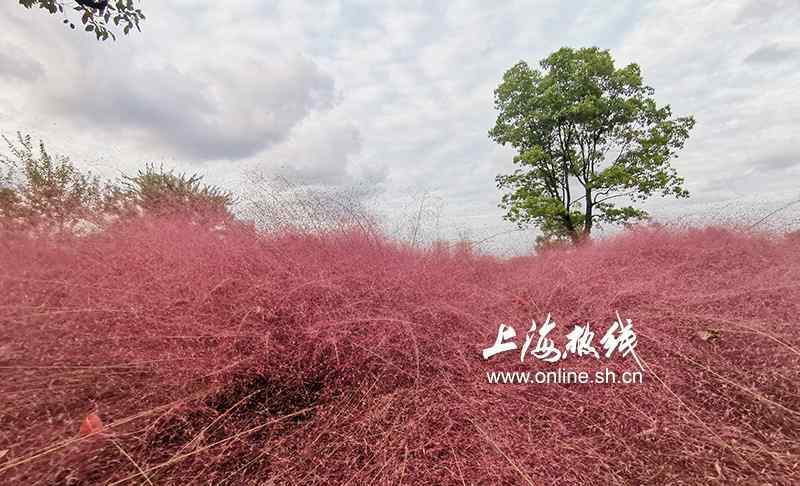 粉黛草 美炸了！上海滨江的粉色之美 黄浦江边现大片粉黛乱子草引市民拍照