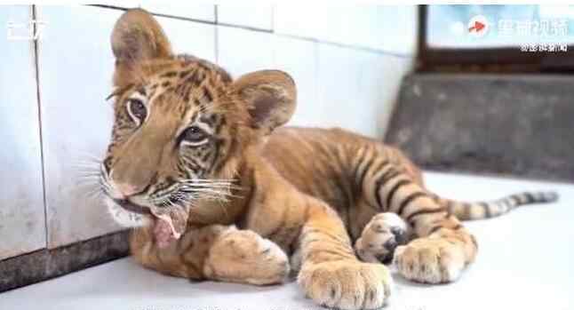 狮虎兽能打过老虎吗 来撸猫吧！世界唯一虎狮虎兽宝宝满百天 有四分之三的老虎血统
