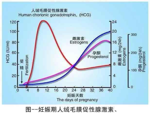 假如HCG第二天能翻番,表明小孩发育好