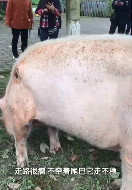 猪坚强 上热搜！国庆多名游客探望13岁猪坚强，猪坚强是怎么火的？