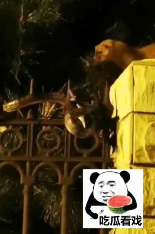 黄鼠狼肉 【黄柳相斗】黄鼠狼与青蛇撕咬居民激情解说 “世纪大战”引众人围观