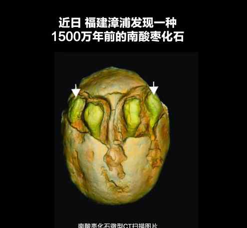 1500万年前的枣被发现 网友：有点像核桃 能不能吃？