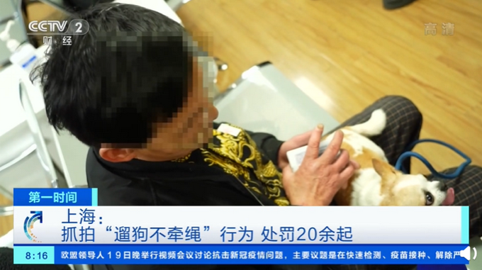 上海处罚超20起遛狗不牵绳行为 网友：支持！