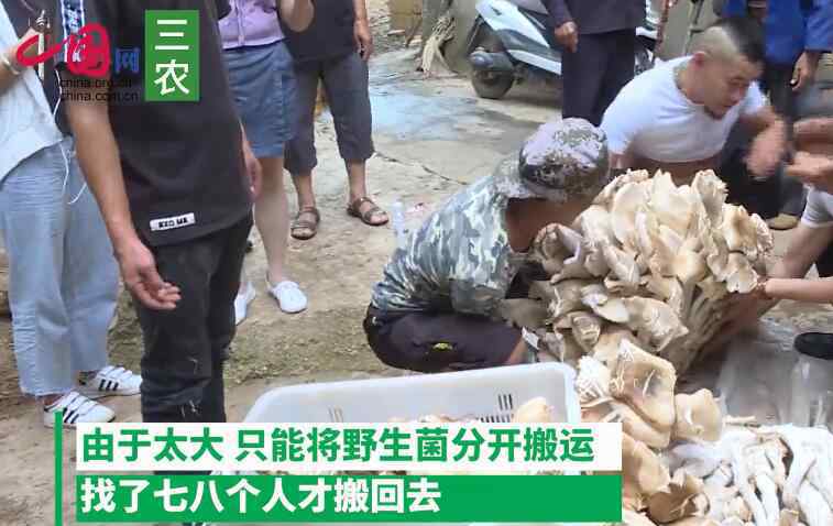 野生菌图片 云南村民捡到312斤巨型野生菌，能吃吗？长什么样？图片曝光