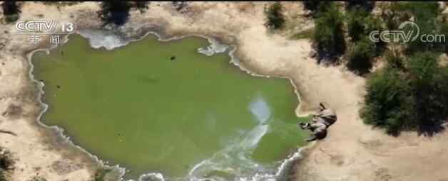 蓝藻 真相查明了！蓝藻细菌导致数百头大象死亡  蓝藻细菌存在于水中