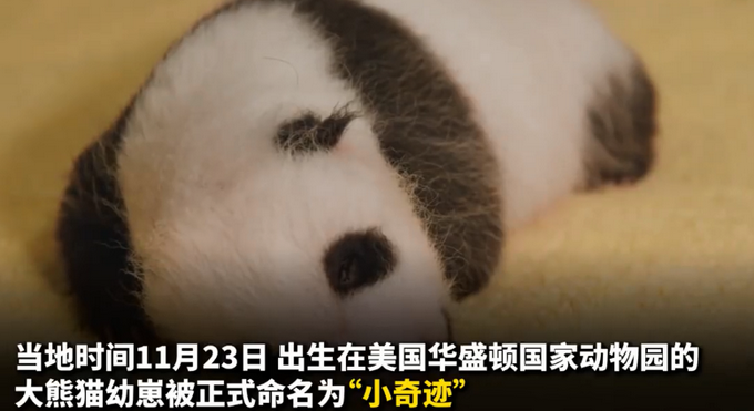 “小奇迹”你好！旅美大熊猫“美香”幼崽有新名字了