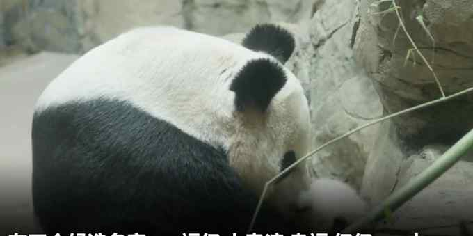 “小奇迹”你好！旅美大熊猫“美香”幼崽有新名字了