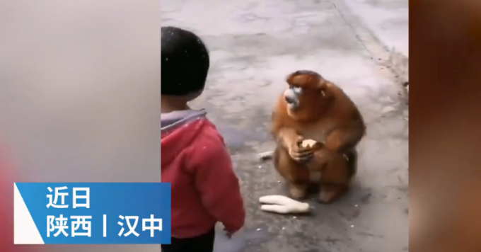 金丝猴住在陕西村民家中“蹭吃蹭喝”一个月 林业局：定期派人察看