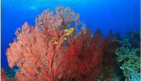 红珊瑚饰品 红珊瑚饰品价格，红珊瑚价格暴涨的原因是什么