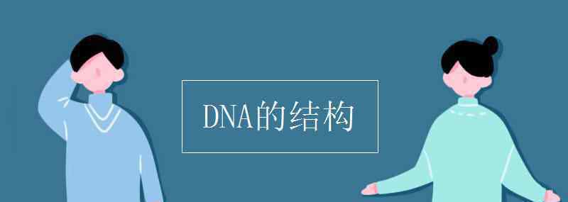 dna分子的结构 DNA的结构