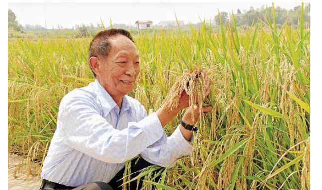 杂交水稻之父 杂交水稻之父是谁？杂交水稻之父的生平