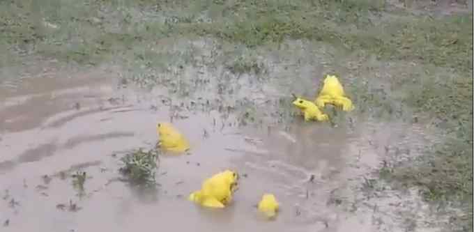 印度青蛙 【罕见】印度水塘出现黄色青蛙怎么回事?雄蛙求偶会变色吸引雌蛙