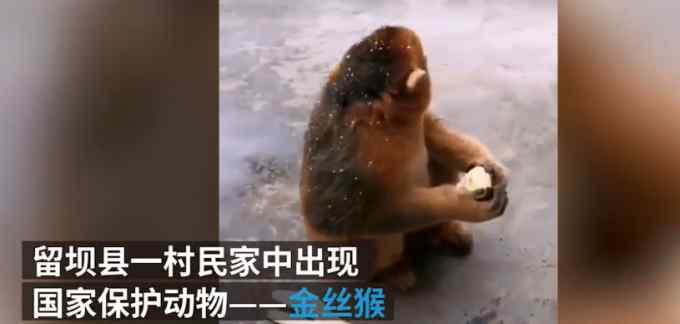 金丝猴住在陕西村民家中“蹭吃蹭喝”一个月 林业局：定期派人察看