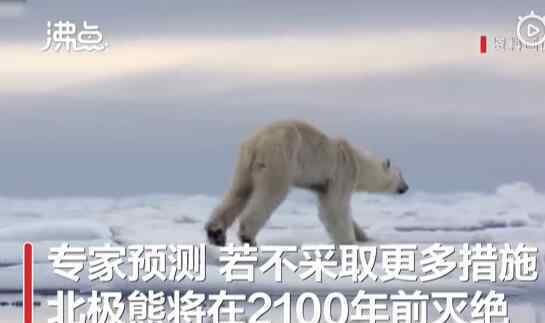 北极熊濒临灭绝 北极熊或将在2100年灭绝，全球变暖是导致北极星濒临灭绝的主要原因