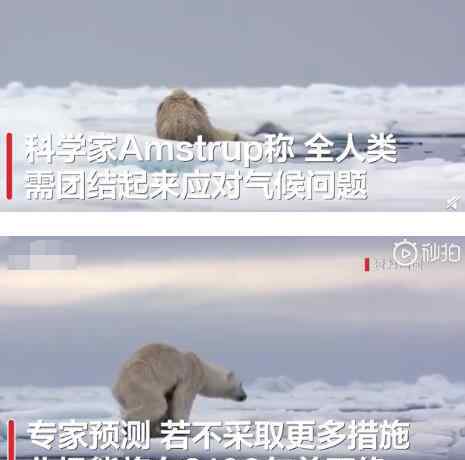 全球变暖还有救吗 【细极思恐】全球变暖或致北极熊在2100年灭绝 拯救北极熊也是拯救自己