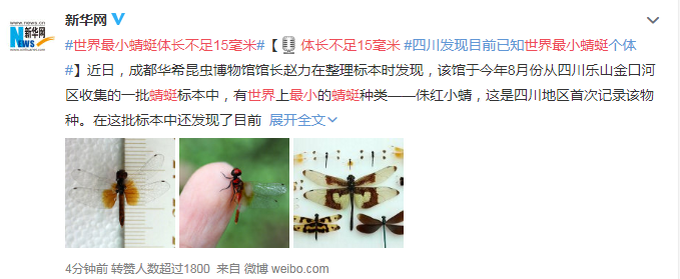 四川发现世界已知最小蜻蜓 体长不足15毫米 网友调侃：这是蚊子吧