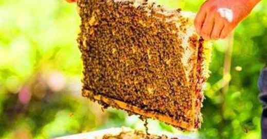 一斤蜂蜜多少钱 野生蜂蜜多少钱一斤，蜂蜜市场发展现状及发展前景如何？