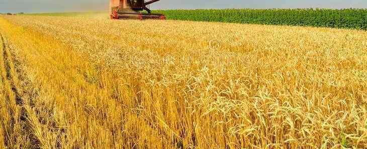 小麦亩产多少斤 小麦亩产多少斤，哪些小麦品种产量高？