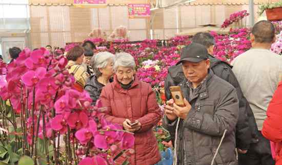 花卉市场盆花 家有“枯桃”一盆花！岛城花卉市场开启“春节模式”