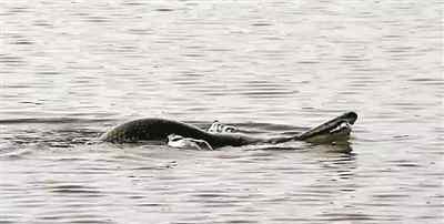 鳄雀鳝图片 白云湖惊现2米长“怪鱼” 专家:或为大型凶猛鱼类鳄雀鳝