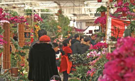 花卉市场盆花 家有“枯桃”一盆花！岛城花卉市场开启“春节模式”