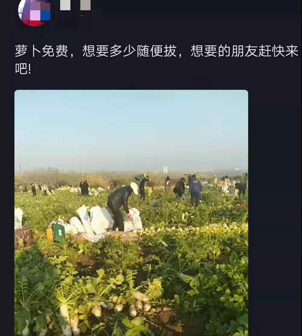 200亩萝卜被拔光 200亩萝卜被拔光是怎么回事?终于真相了,原来是这样!