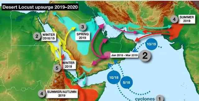 蝗虫的寿命 场面恐怖！千亿蝗灾蔓延非亚是怎么回事？这些可怕的蝗虫会来中国吗？