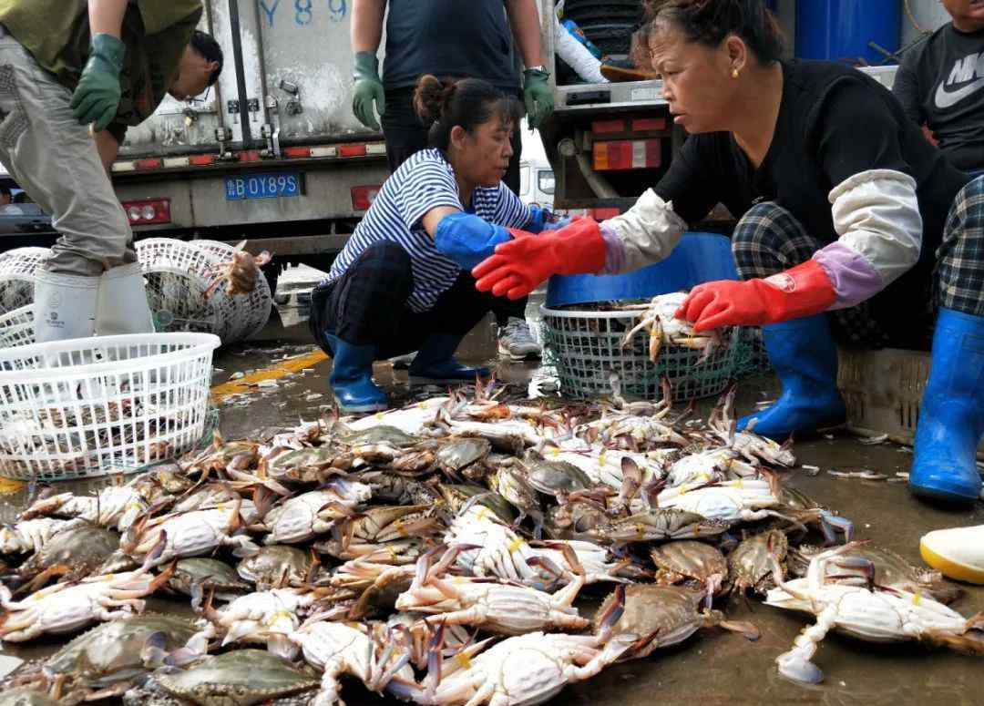 包圆 青岛渔港码头鱼蟹上岸 小杂鱼刚上岸就被“包圆”