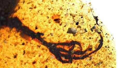 琥珀长什么样 亿年前凶猛古鸟类长什么样？白垩纪琥珀中发现鸟类,比麻雀还小