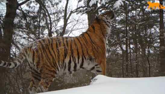 东北虎还有多少只 稀有！吉林东北虎豹影像曝光 东北虎还有多少只在中国