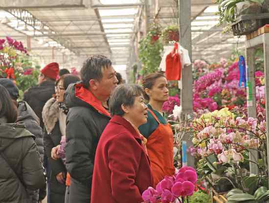花卉市场盆花 家有“枯桃”一盆花！岛城花卉市场开启“春节模式”