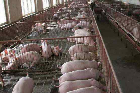 养50头猪国家补贴多少 养猪规模达到多大国家才有补贴，养猪规模养殖场标准