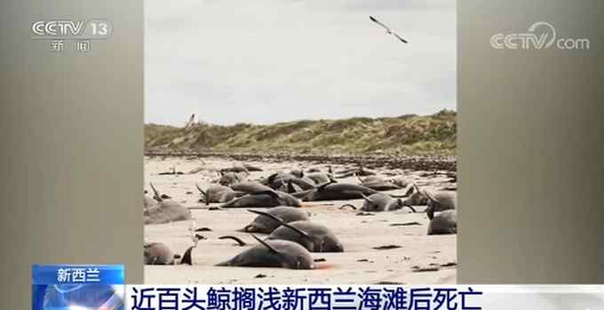 新西兰近百头鲸集体搁浅海滩死亡 网友：看着好难受