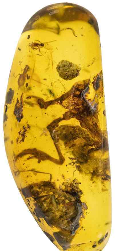 首次发现蛇琥珀 来自亿年前！首次发现蛇琥珀 磨去表皮后在显微镜下有惊人的发现