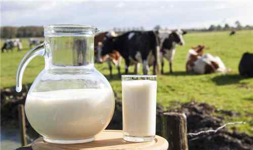 牛奶可以加热喝吗 纯牛奶可以加热吗 喝牛奶需要注意什么