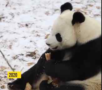 原来大熊猫是这样在东北过冬的！网友：果然是国宝的待遇