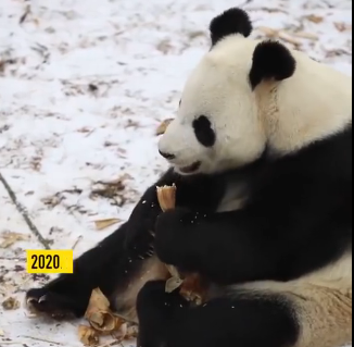 原来大熊猫是这样在东北过冬的！网友：果然是国宝的待遇