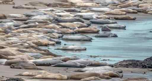 北象海豹 场面离奇！海豹集体午睡 不知道的还以为是一堆死鱼