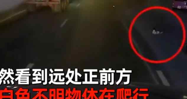 越南一司机深夜遇到白色不明物体在路中央爬行 凑近一看瞬间惊出一身冷汗