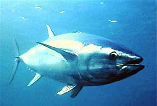 金枪鱼的营养价值 蓝鳍金枪鱼价格贵吗 蓝鳍金枪鱼的营养价值有哪些