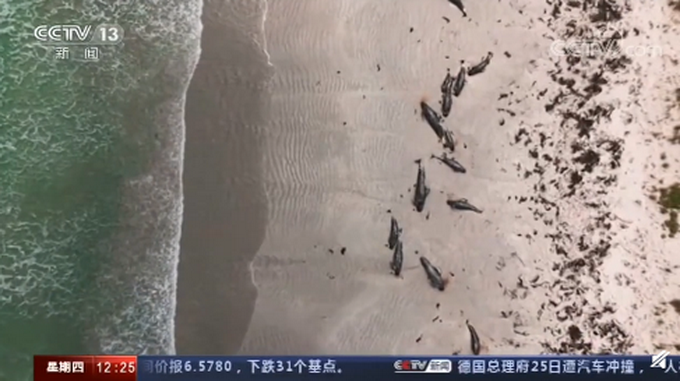 新西兰近百头鲸集体搁浅海滩死亡 网友：看着好难受