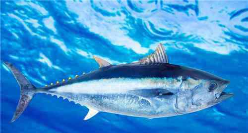 金枪鱼的营养价值 蓝鳍金枪鱼价格贵吗 蓝鳍金枪鱼的营养价值有哪些