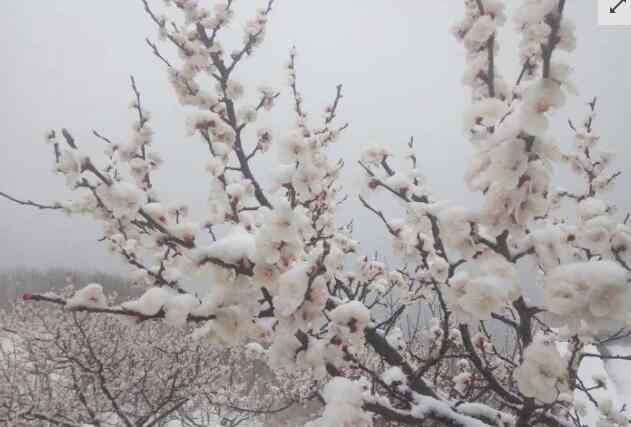 北京多地下雪 美如画！北京多地下雪 门头沟、房山等地出现降雪