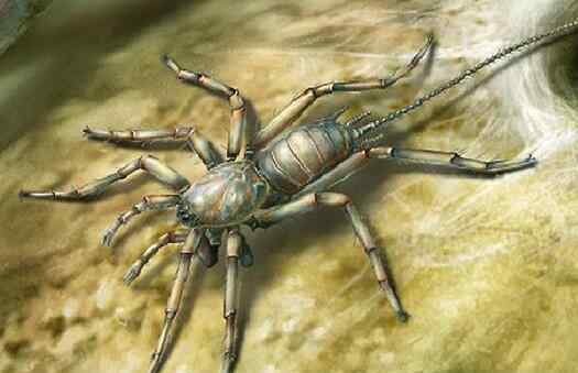 蜘蛛的外形 活久见!发现亿年前远古蜘蛛 形状奇特长有比身子还长的尾巴