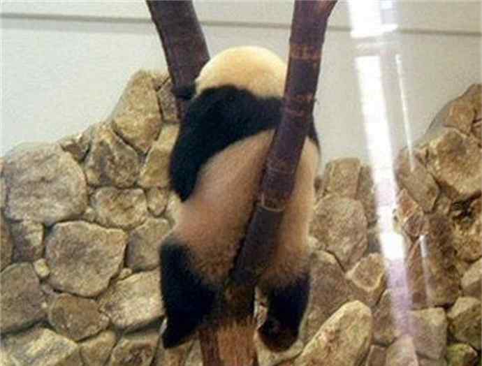 寂寞的熊猫 出现了史上最寂寞熊猫 熊猫熊猫你在干嘛呢