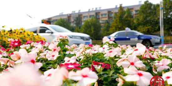 香彩雀 花团锦簇扮靓历下“面子”  欢乐氛围喜迎国庆佳节